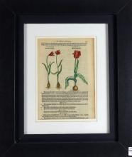 TWO 16TH CENTURY BOTANICAL PRINTS