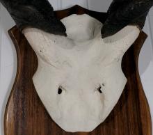 AFRICAN ELAND