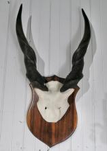 AFRICAN ELAND