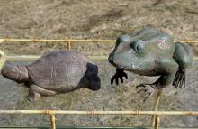 TORTOISE AND TOAD