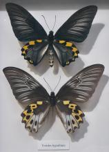 BUTTERFLY SPECIMENS