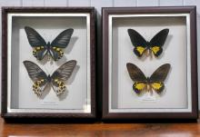 BUTTERFLY SPECIMENS