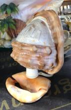 THREE "SEASHELL" LAMPS