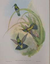 HUMMINGBIRD PRINTS