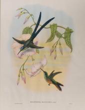 HUMMINGBIRD PRINTS