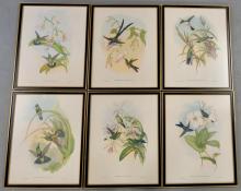 HUMMINGBIRD PRINTS