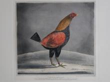 ROOSTER PRINTS