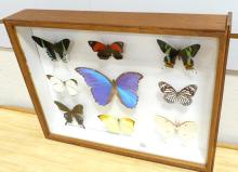 SHADOWBOX OF MOTHS