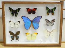 SHADOWBOX OF MOTHS