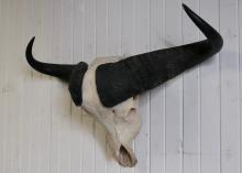 WATER BUFFALO MOUNT