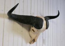 WATER BUFFALO MOUNT