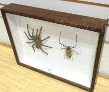 SHADOWBOX INSECT DISPLAY