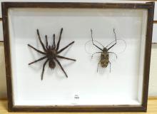 SHADOWBOX INSECT DISPLAY