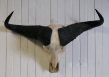 WATER BUFFALO MOUNT
