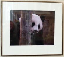 WILDLIFE PHOTOS AND PRINT