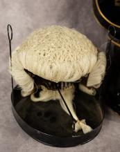 19TH CENTURY LAWYER'S WIG IN CASE
