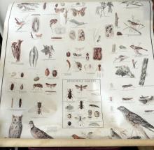 ANTIQUE "INSECTS AND BIRDS" CHART AND PAIR OF PRINTS