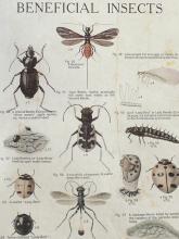 ANTIQUE "INSECTS AND BIRDS" CHART AND PAIR OF PRINTS