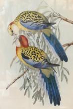 PAIR OF VINTAGE "PARROT" PRINTS