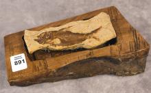 CHAN HAN FISH FOSSIL