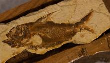 CHAN HAN FISH FOSSIL