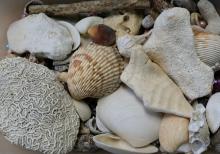 SEASHELLS