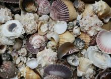 SEASHELLS