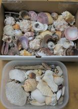 SEASHELLS